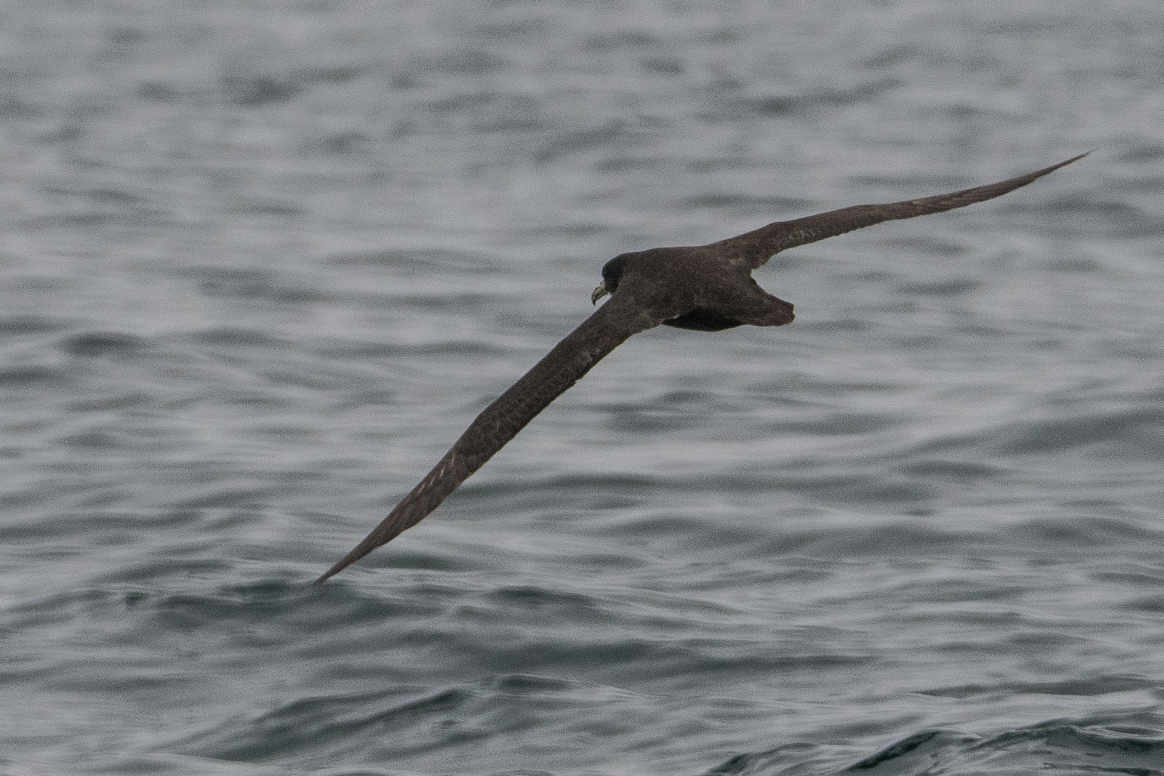 Puffin fuligineux (Sooty shearwater, Ardenna grisea), adulte au vol, Walvis bay, Dorob National Park, Namibie.